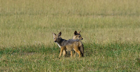 Fototapeta premium Sciacallo