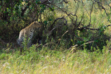 Leopardo