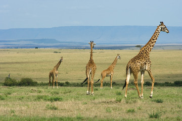 Giraffe
