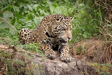 A Jaguar Watches His Prey Intently