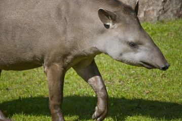 Naklejka na ściany i meble South American Tapir