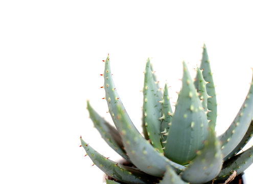 plante verte parapharmacie alo&eacute; verra
