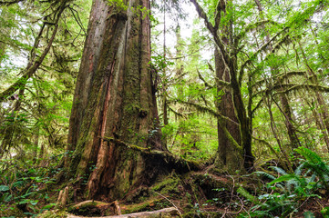 Big old trunk in rainforest on vanouver island