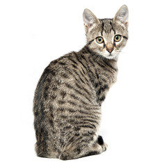 Fototapeta premium Little gray kitten isolated on white background.