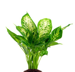 Zimmerpflanze (Dieffenbachia)