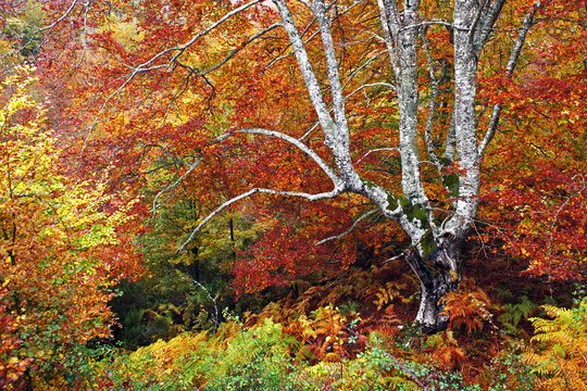 A lonely beech tree in colorful autumn forest