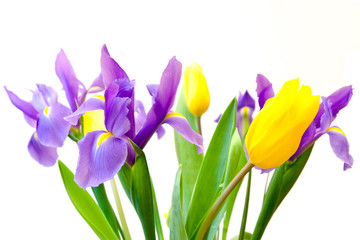 Tulipes printanières fraîches et fleurs d& 39 iris isolées sur fond blanc