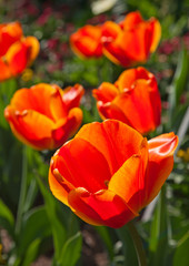 Fototapeta premium Tulip