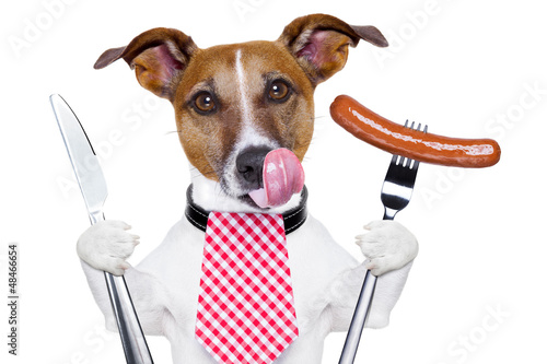 Собака еда ложка забавный обед без смс