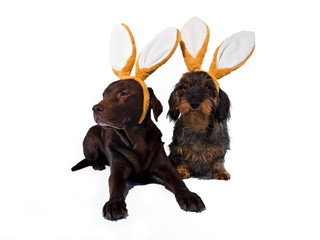 Labrador und Dackel mit Hasenohren