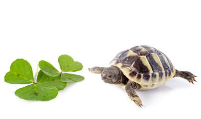 young Tortoise and trefoil