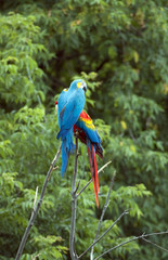 Colourful parrot