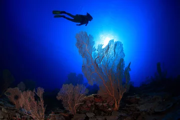 Fotobehang Korallenriff mit Taucher © aquapix