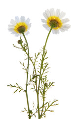 garland chrysanthemum