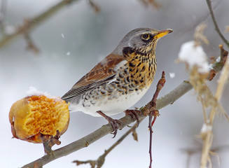 Fieldfare on a branch