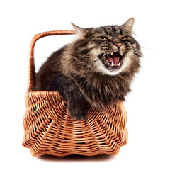 Fototapeta na wymiar Mewing a fluffy cat in a wattled basket