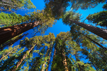 Trees and blue sky at Mariposa Grove, Yosemite Valley