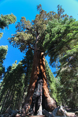 Fototapeta na wymiar Grizzly Giant Sequoia w Mariposa Grove, Yosemite Valley