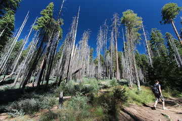 Hiking in Yosemite National Park