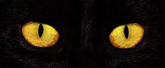 Fototapete Panther Augen der schwarzen Katze im Dunkeln
