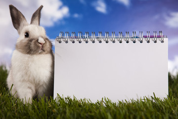 Copyspace blank paper and bunny
