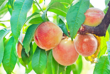 peach