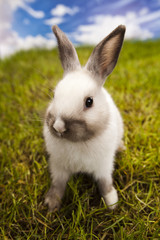 Rabbit in grass