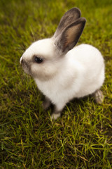 Bunny in grass 