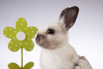 Little rabbit on white background