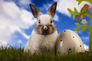 Spring baby bunny and green grass