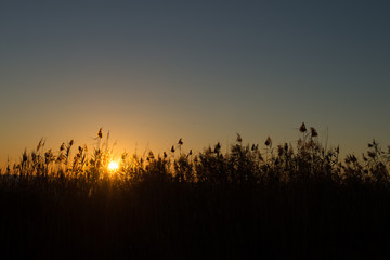 Reeds silhouette