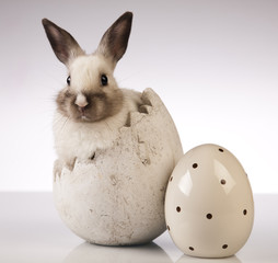 Little rabbit on white background