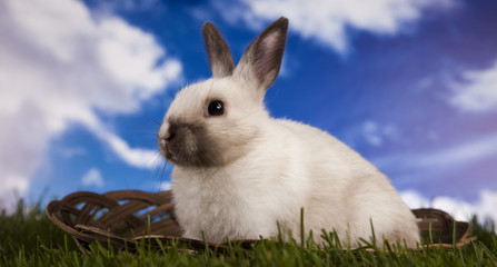 Rabbit in grass