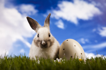 Spring baby bunny and green grass