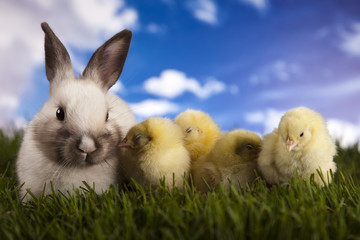 Fototapeta premium Chick in bunny