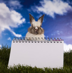 Copyspace blank paper and bunny