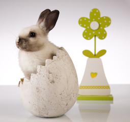 Little rabbit on white background