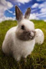 Bunny in grass 