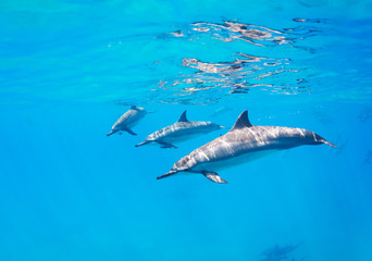 Obraz premium Dolphins