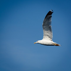 Flying seagull on blue sky.