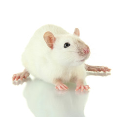 funny little rat, isolated on white