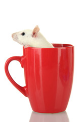 funny little rat in cup, isolated on white