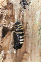 Black and yellow moth cocoon, macro photo