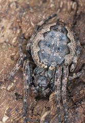 Orb-weaver spider, Araneidae camouflaged on wood, macro photo