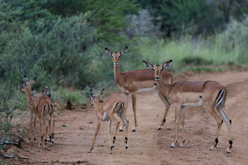 Antilope sauteuse (Springbok) d'Afrique du Sud
