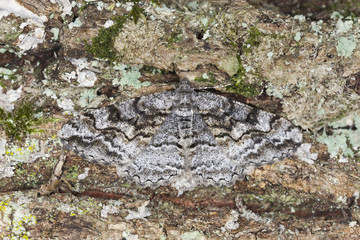 Mottled Beauty (Alcis repandata) Geometridae camouflaged on oak