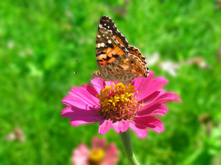 butterfly (Painted Lady) on flower (zinnia) in garden