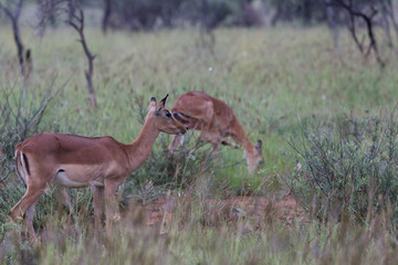 Antilope sauteuse (Springbok) d'Afrique du Sud