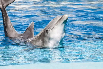 Cercles muraux Dauphins Les dauphins nagent dans la piscine
