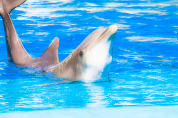 Naklejka premium Dolphins swim in the pool